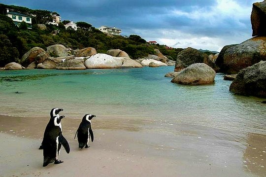 Penguins-Boulders-by-darkroomillusions(flickr)