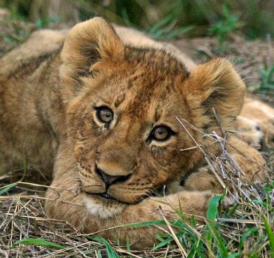 lion-cub(Nottens-Bush-Camp)