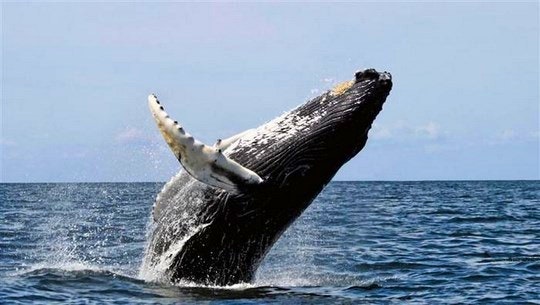 whale-breaching(Sodwana-Bay-Lodge)