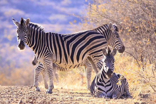 5 Malaria-free Game Reserves in South Africa