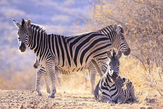 5 Malaria-free Game Reserves in South Africa