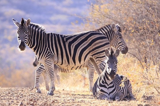 5 Malaria-free Game Reserves in South Africa