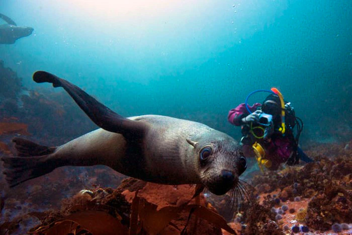 Extraordinary Marine Safaris in the Western Cape