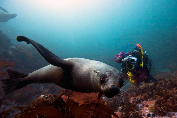 Extraordinary Marine Safaris in the Western Cape