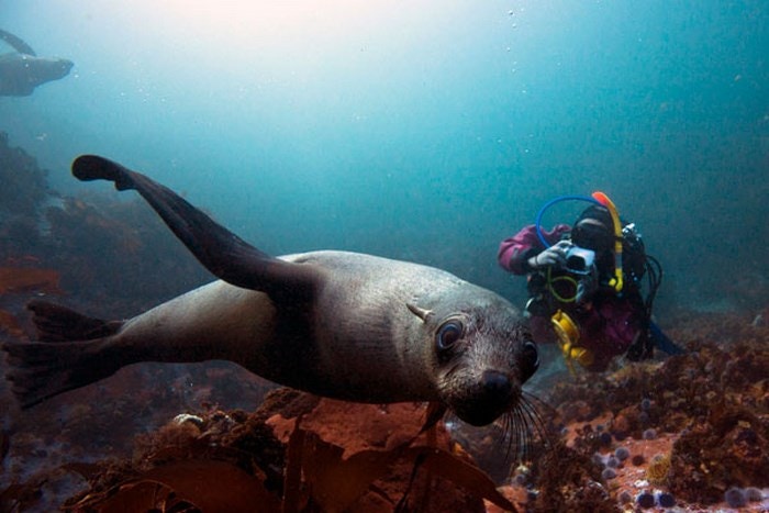 Extraordinary Marine Safaris in the Western Cape