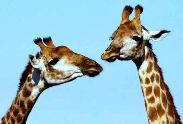 How to Pack for your South African Safari