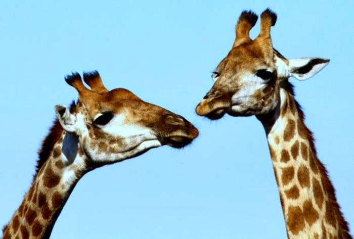 How to Pack for your South African Safari