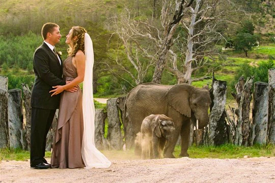 Destination Weddings in the Wild