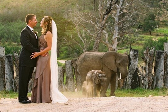 Destination Weddings in the Wild