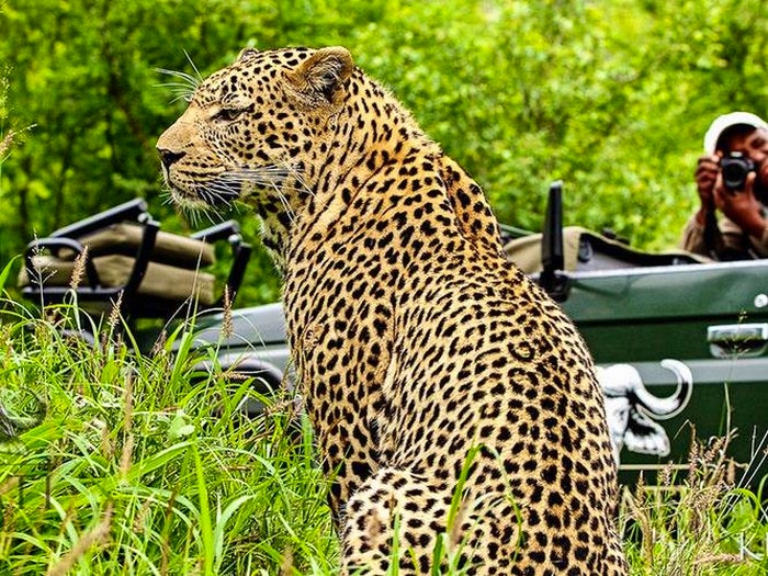 Kruger-leopard-game-drive-Inyati-Game-Lodge