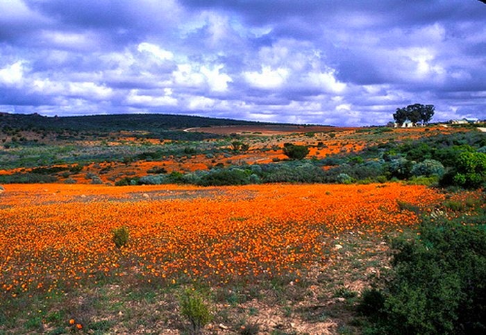 Namaqualand_wildflowers_by_mmmavocado_(flickr)