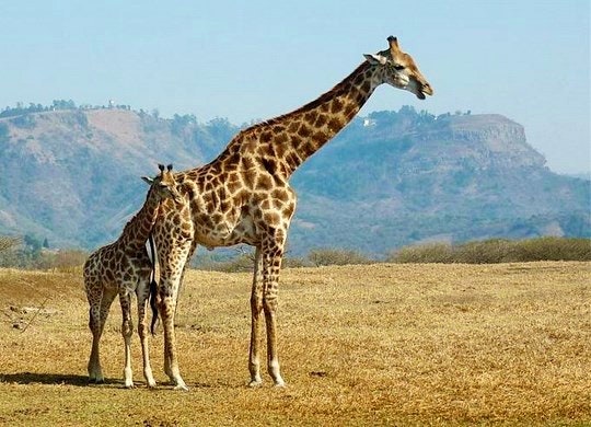 PheZulu-Safari-Giraffe