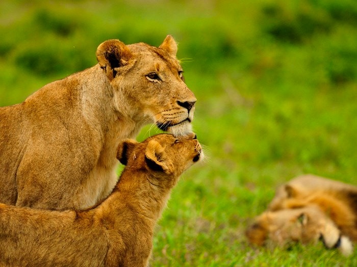 SANParks 101: A Basic Guide to South Africa’s National Parks