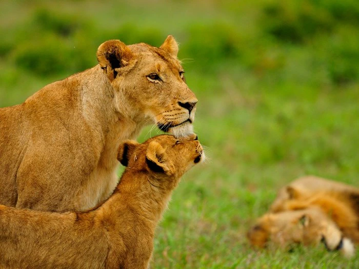 SANParks 101: A Basic Guide to South Africa’s National Parks