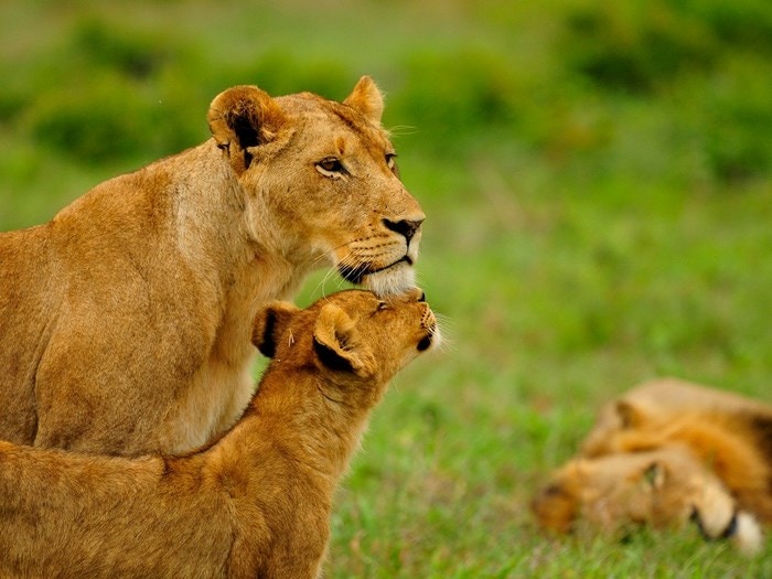 SANParks 101: A Basic Guide to South Africa’s National Parks