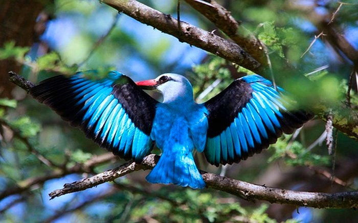 marakele-Woodland_kingfisher_by_Derek_Keats_(flickr)