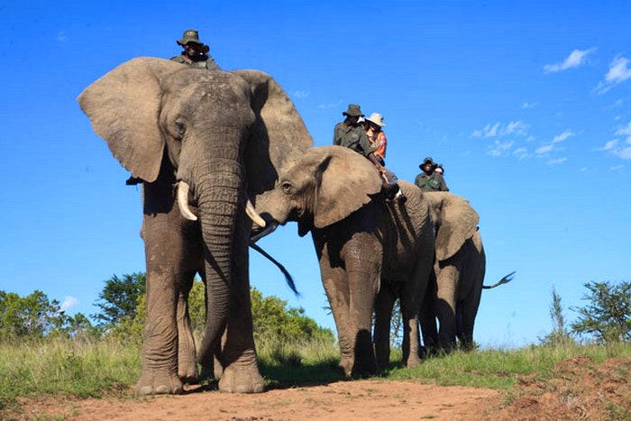 Addo-elephant-back-safaris