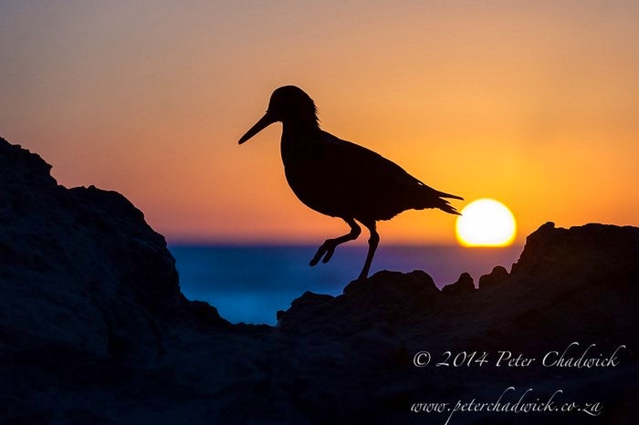 African Black Oystercatcher at dawn as the sun rises