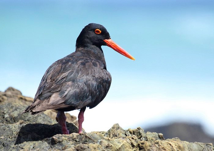 African-black-oystercatcher-Derek-Keats(flickr)