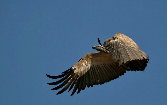 Cape_Vulture-NJR-ZA(wikimediacommons)