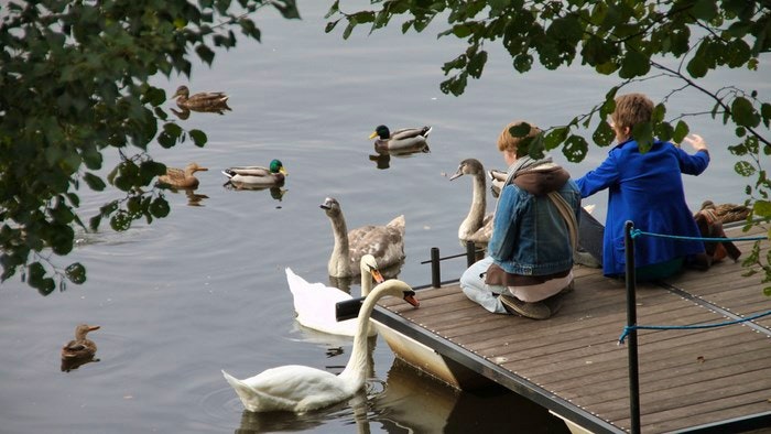 Feeding the swans by Klearchos Kapoutsis (Flickr)