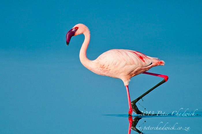 South African Wildlife Photographers that bring the bush to Twitter