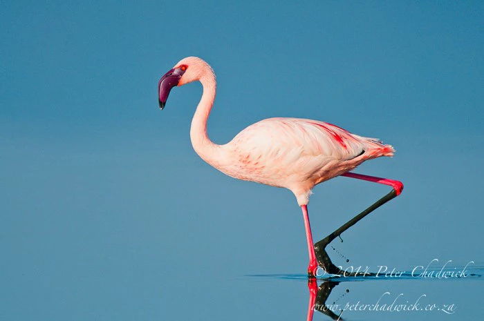 South African Wildlife Photographers that bring the bush to Twitter