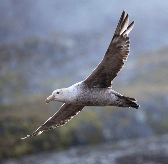 Northern Giant Petrel by Liam Quinn (Creative Commons)