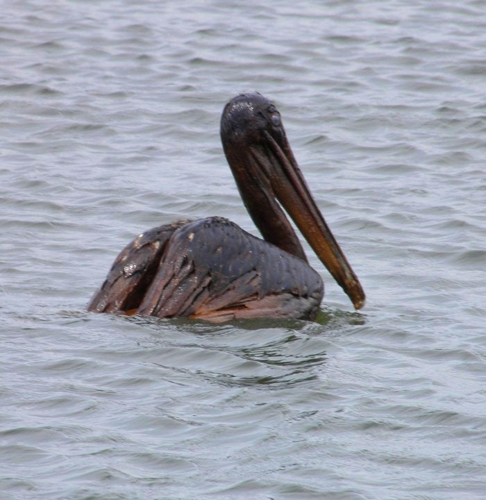 Oiled covered bird due to oil spill. By louisianasierraclub (Flickr)