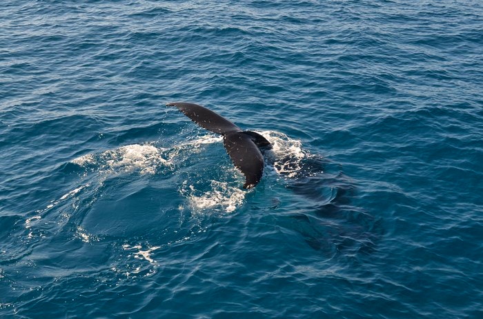Whales by eguidetravel (Flickr)