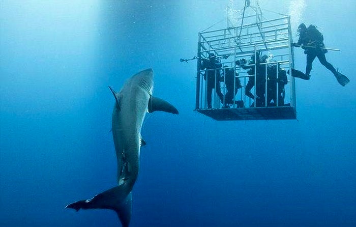 White Shark Diving by Amos Nachoum