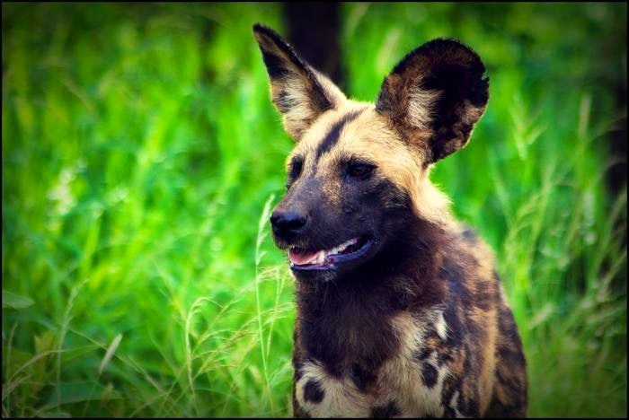 Wild dog (Leopard Mountain)