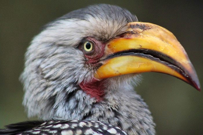 hornbill-yellowbilled-by-flowcomm(flickr)
