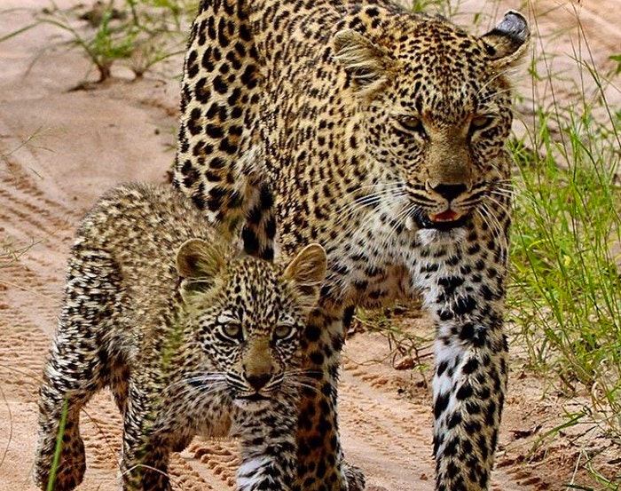 leopard-cub-Inyati-private-Game-Reserve-crop