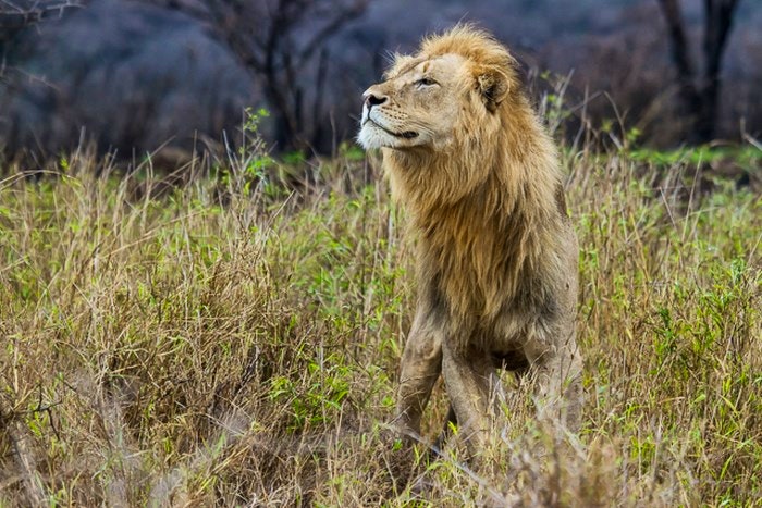A Lion enjoying the breeze (C) TravelGround