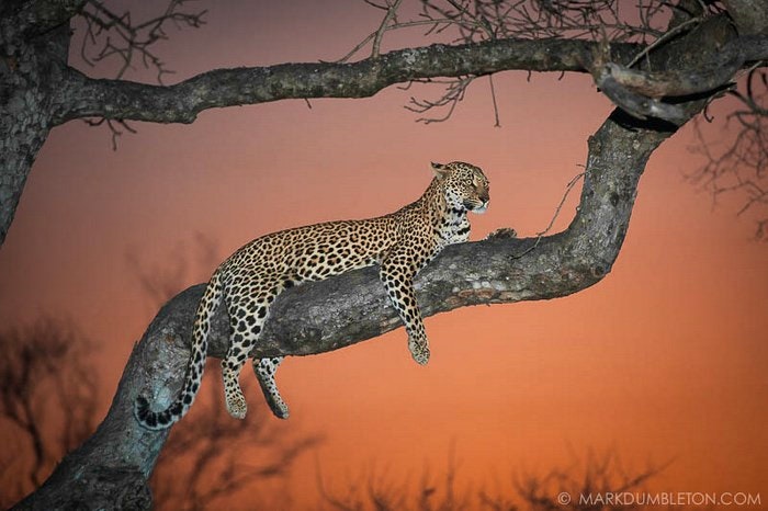 Sunset Leopardess