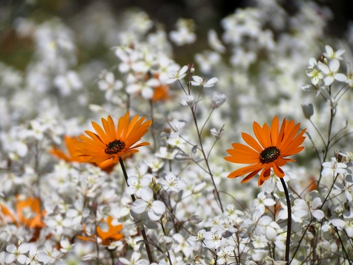 namaqua-wildflowers-chris-preen(flickr)
