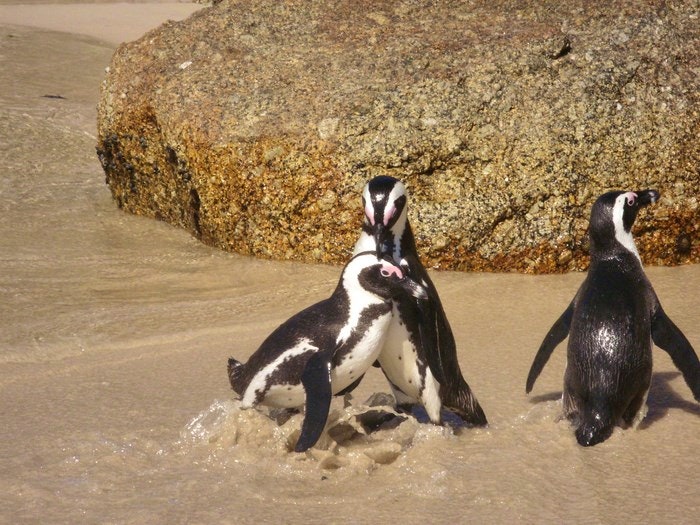 penguins-seaforth