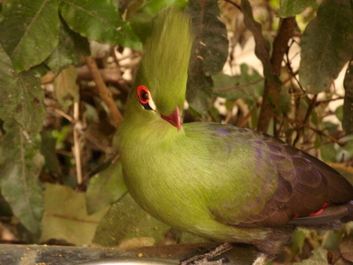 turaco