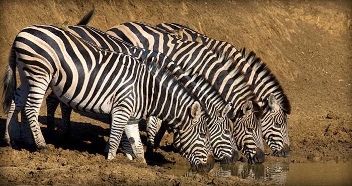 zebra((black-rhino-game-lodge)