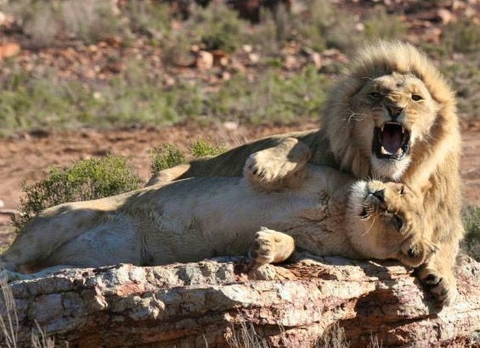 A lion and his mate seen at Aquila Game Reserve (C) TravelGround