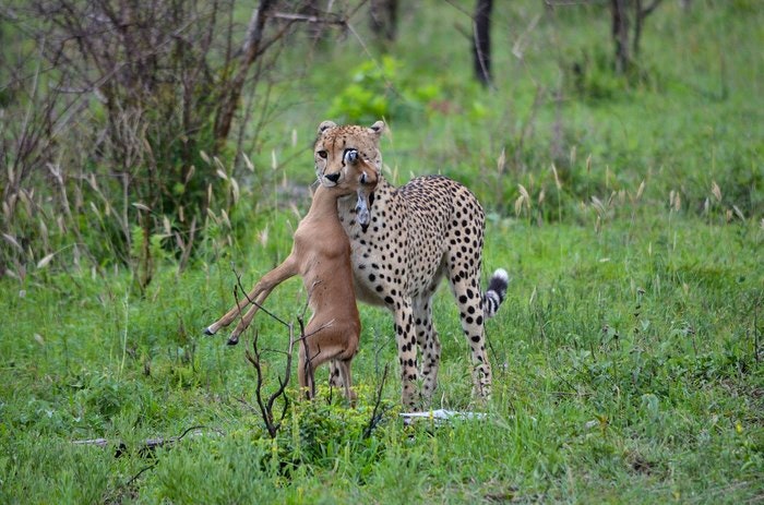 Cheetah by turcophotos (Flickr)