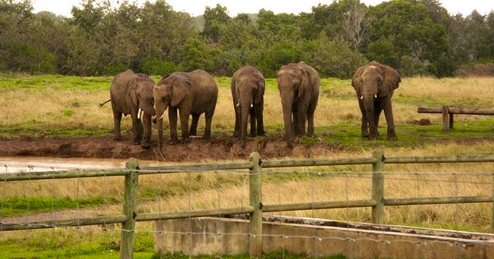 Top 5 Places to Walk with South African Animals