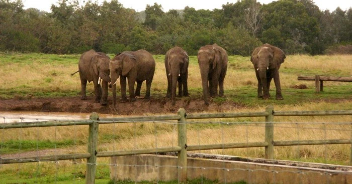 Top 5 Places to Walk with South African Animals