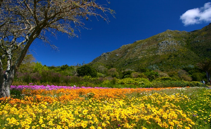South Africa’s 9 National Botanical Gardens