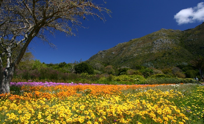 South Africa’s 9 National Botanical Gardens