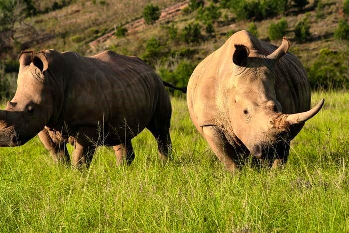 How to Safari on a Budget