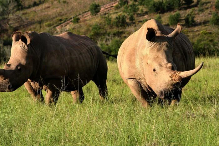 How to Safari on a Budget