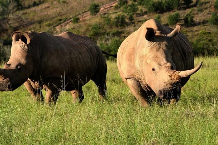 How to Safari on a Budget