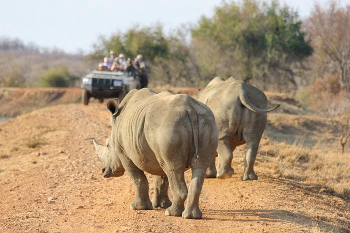 Rhino by Nina Hale (Flickr)